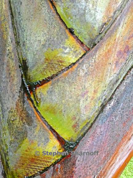 palm trunk 1 graphic